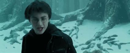 Harry Potter is Lord of Multiple Noble Houses .